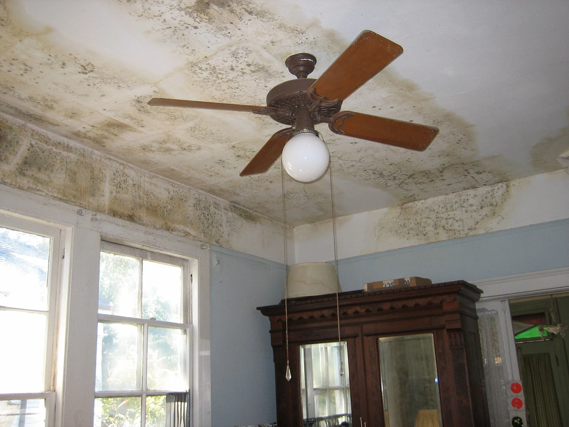 New Orleans after Hurricane Katrina : Mold sprouted from minor storm leaks in bedroom of an unflooded home. (People evacuated were not allowed back in the city for more than a month, so many returned to sights like this.) Carrollton neighborhood, Uptown. US homeowners: First steps for a badly restored house